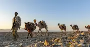 Africa 50C Heatwaves Killing Camels as Blisters and Burns Rise
