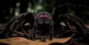 AI Documentary Shows Tarantula and Frog in Impossible Burrow Scene