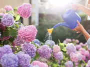 Alan Titchmarsh Shares One-Ingredient Trick for Hydrangeas in Summer