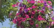Alan Titchmarsh Shares Secret to Hanging Baskets That Need Less Water