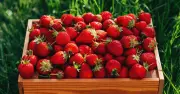 Aldi gives away thousands of free strawberries for Wimbledon celebration