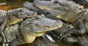 Alligators vs Crocodiles: Key Differences Explained