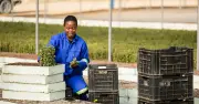 Amazon Invests in 180M Carbon-Absorbing Plants in South Africa for Net-Zero
