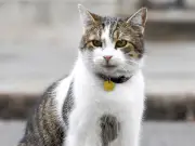 Andy Burnham's dog Axel banned from No 10 over Larry the cat