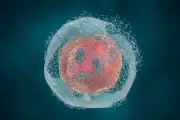 Apoptosis: Your Body’s Internal Maintenance for Healthy Ageing