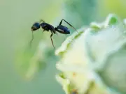 Argentine Ants Invade Britain After World Cup Defeat