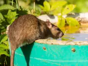 Asda 36p Product Urged to Banish Rats This Summer