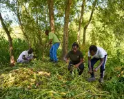 Asylum Seekers and Charities Unite for UK Nature Conservation