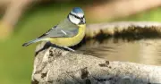 Attract Goldfinches and Bluetits to Birdbaths by Getting Depth Right