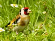 Attract Goldfinches to Your Garden with 1 Common Summer Plant