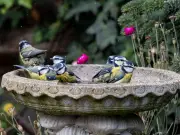 Attract Small Garden Birds to Your Birdbath with One Key Change