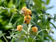 Attract Wildlife to Your Garden by Planting Key Shrubs, Expert Advises