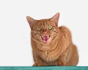 Australia's Love-Hate History with Cats: From Hero to Villain