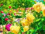 Avoid July Watering Mistake for Healthier Roses