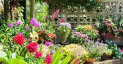 Avoid One Common Watering Mistake to Keep Plants Thriving in Hot Weather