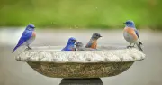 Avoid Pruning in Summer to Keep Bird Baths Safe and Cool for Birds