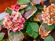 Avoid This 1 Mistake to Keep Hydrangeas Alive in Summer Heat