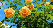Avoid This July Watering Mistake for Healthier Rose Blooms