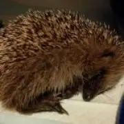 Baby hedgehog put down after being kicked like football by children