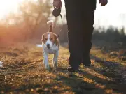 Back of Hand Test Every Dog Owner Must Do Before Walking in Heatwave