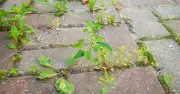Baking soda kills driveway weeds naturally: cheap kitchen staple