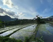 Bali's Water Crisis: Tourism Drains Island's Precious Resource