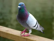 Ban pigeons from your garden using old CDs and string