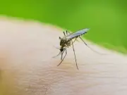 Banish mosquitoes from your home by placing one fruit on windowsill