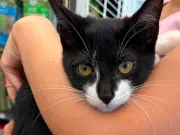 Bank Robber Uses Stolen Kitten as Distraction in Bizarre Heist