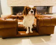 Barking Mad: Why Spend £28,000 on a Dog Home Spa?