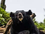 Bear Breaks into Japanese Home, Raids Elderly Couple's Fridge
