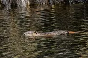 Beaver kits born in Scottish Highlands for first time in 400 years