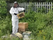 Bee colonies boost biodiversity at Ravenscraig woodland
