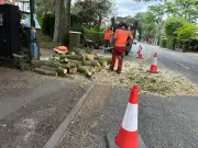 Beech Tree Branch Falls on Sale Road, No Injuries Reported