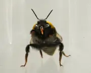 Bees Show Emotion-Like Behaviors in Slow-Motion Video Study