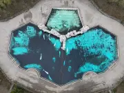 Beluga Whales Trapped in Closed Park Given New Lifeline in Major U-Turn
