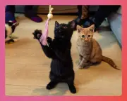Best Cat Toys 2026: Tested by Cats, Reviewed by Experts