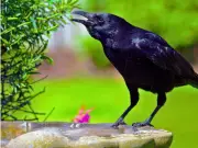 Best Food to Feed Crows in Summer: Peanuts, Not Bread
