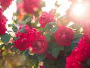 Best Natural Mulch for Roses: Shredded Bark Keeps Blooms All Summer