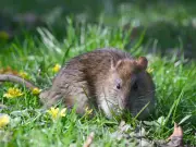 Best Rat Repellent Plants That Make Rodents 'Sprint in the Opposite Direction'