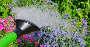 Best Time of Day to Water Plants to Prevent Damage: Not Always Morning