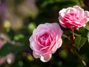 Best Time of Day to Water Roses to Prevent Mildew and Black Spot