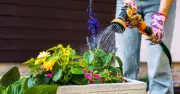 Best Time to Water Garden to Avoid Irreversible Damage Revealed