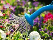 Best Time to Water Plants in Hot Weather: 3 Experts Agree