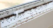 Biblical Fly Infestation Plagues UK Village, Residents Trapped Indoors