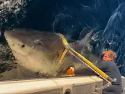 Biggest Great White Shark Ever Recorded in Atlantic Resurfaces