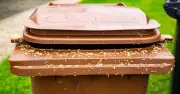 Binman shares simple ways to prevent maggots in your wheelie bin