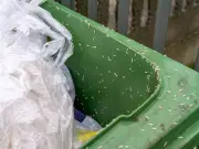 Binman shares top tips to stop maggots in wheelie bins this summer