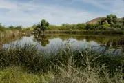 Biological Wonderland at Quitobaquito Springs Threatened by New Border Wall