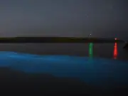 Bioluminescent Plankton Light Up Welsh Beach in Rare Display